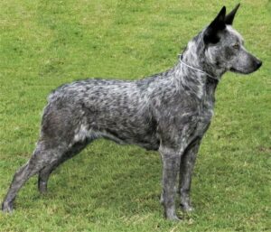 Australian Stumpy Tail Cattle Dog