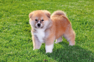 Akita