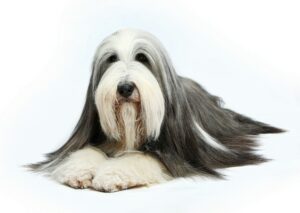 Bearded Collie