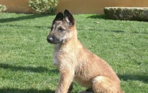 Belgian Shepherd Dog Laekenois puppy