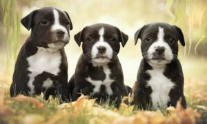 American Staffordshire Terrier