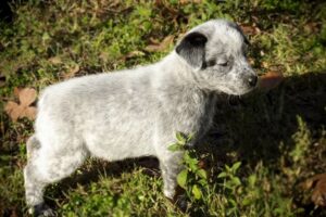 Australian Stumpy Tail Cattle Dog