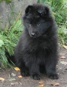 Belgian Shepherd Dog Groenendael puppy