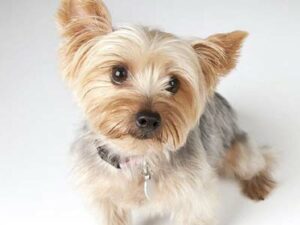 Australian Silky Terrier puppy