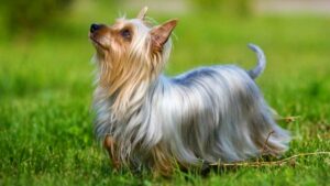 Australian Silky Terrier