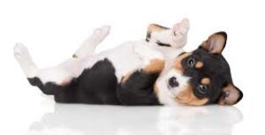 Basenji puppy
