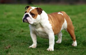 British Bulldog