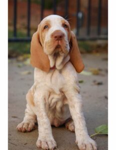 Bracco Italiano