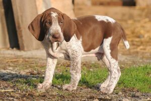 Bracco Italiano