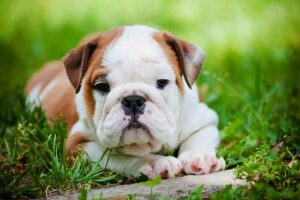 British Bulldog