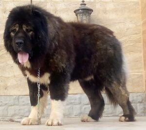 Caucasian Shepherd Dog