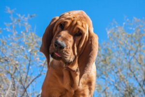bloodhound