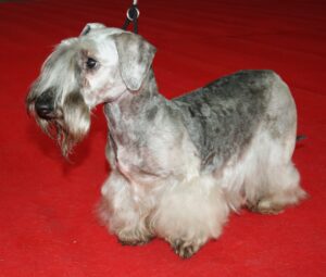 Cesky terrier
