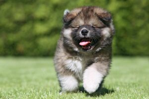 Caucasian Shepherd Dog puppy