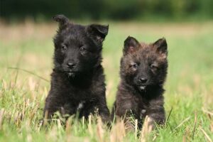 Dutch Shepherd Dog puppies
