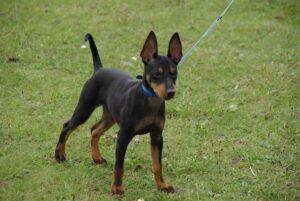 English Toy Terrier puppy