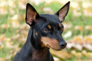 English Toy Terrier