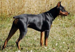 German Pinscher