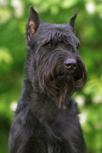 Giant Schnauzer
