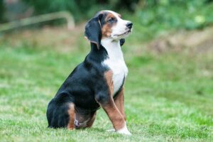 Hamiltonstovare puppies
