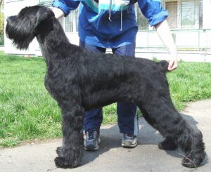 Giant Schnauzer