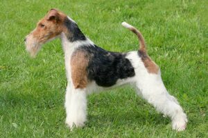Fox terrier