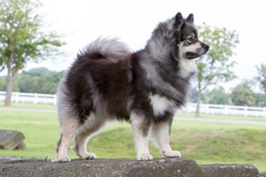Finnish Lapphund
