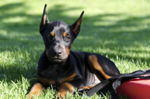Doberman puppy