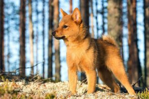 Finnish Spitz puppy