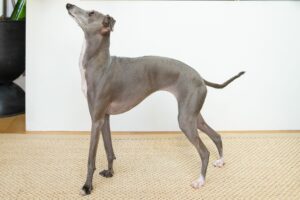 Greyhound puppy