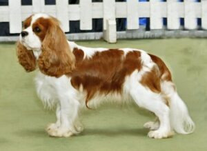 King Charles Spaniel