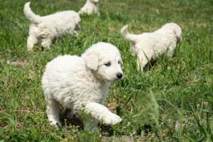 Hungarian Kuvasz puppies