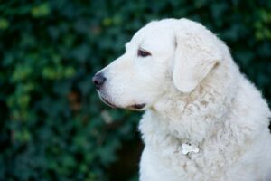 Hungarian Kuvasz